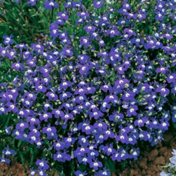 200 Lavender & White MRS CLIBRAN LOBELIA Erinus Flower Seeds