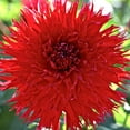 thumbnail image 2 of Jaxon Semi-Cactus Dahlia - Huge Dinnerplate - #1 Size Root Clump - Deep Red, 2 of 4