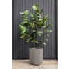 thumbnail image 4 of Veradek Mason Series Demi 20" Planter Grey, 4 of 9