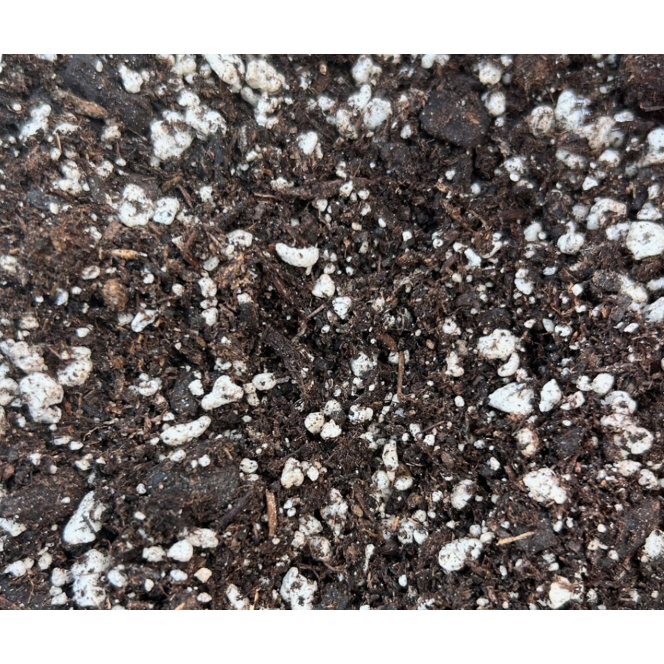 Sun Gro Black Gold Natural & Organic Succulent & Cactus Potting Soil Mix 8 qt., 1 Bag