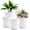 White, variant on FOUKUS 6 inch Plastic Plant Pots: 5 Pack Indoor Planters with Drainage and Tray Outdoor Flower Pots, Multicolor