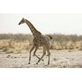 thumbnail image 2 of Kaveney, Wendy 14x11 Black Ornate Wood Framed with Double Matting Museum Art Print Titled - Africa, Namibia, Etosha NP Running giraffe, 2 of 4