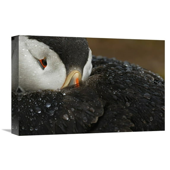Global Gallery Mario Suarez,'Goretex' Stretched Canvas Artwork
