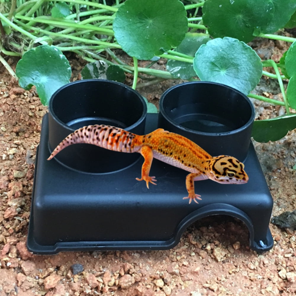 Reptile Food Water Bowl Set with Interchangeable Food Water Bowl for