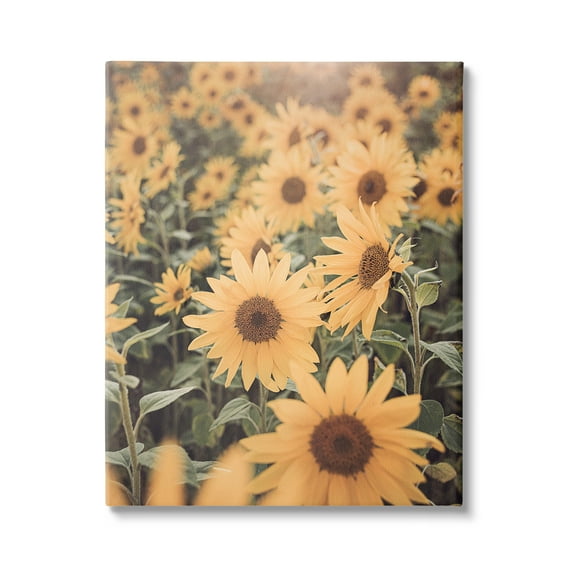 Stupell Industries Sunlit Sunflower Field Botanical & Floral Photography Gallery Wrapped Canvas Print Wall Art, 16 x 20