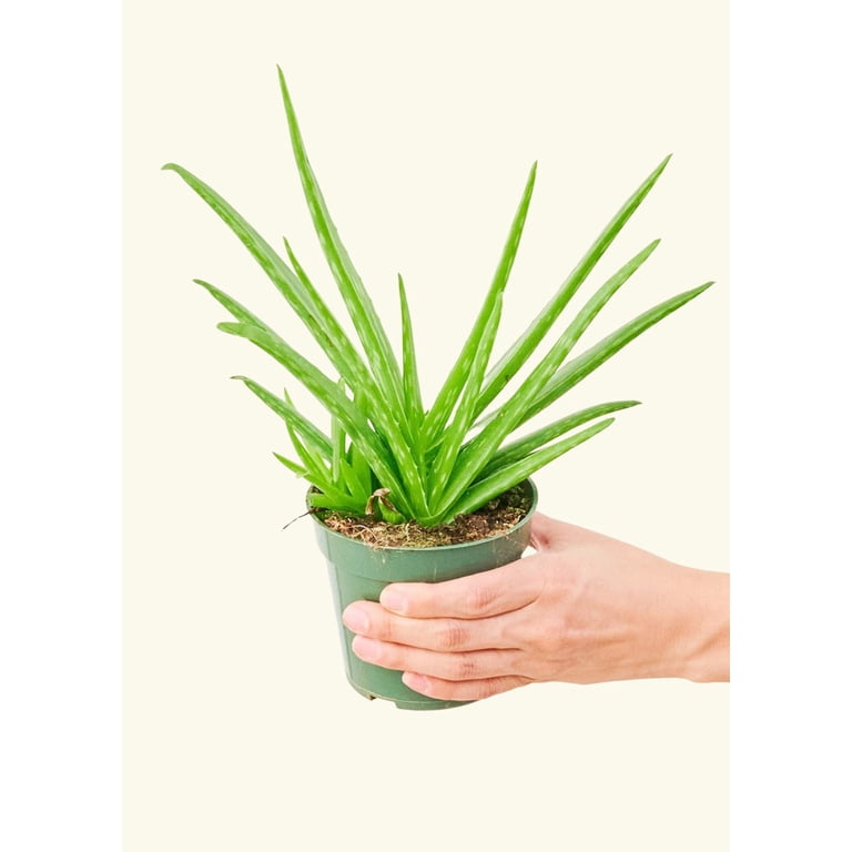 Aloe Vera Live Green Plant in 6" Pot - Walmart.com