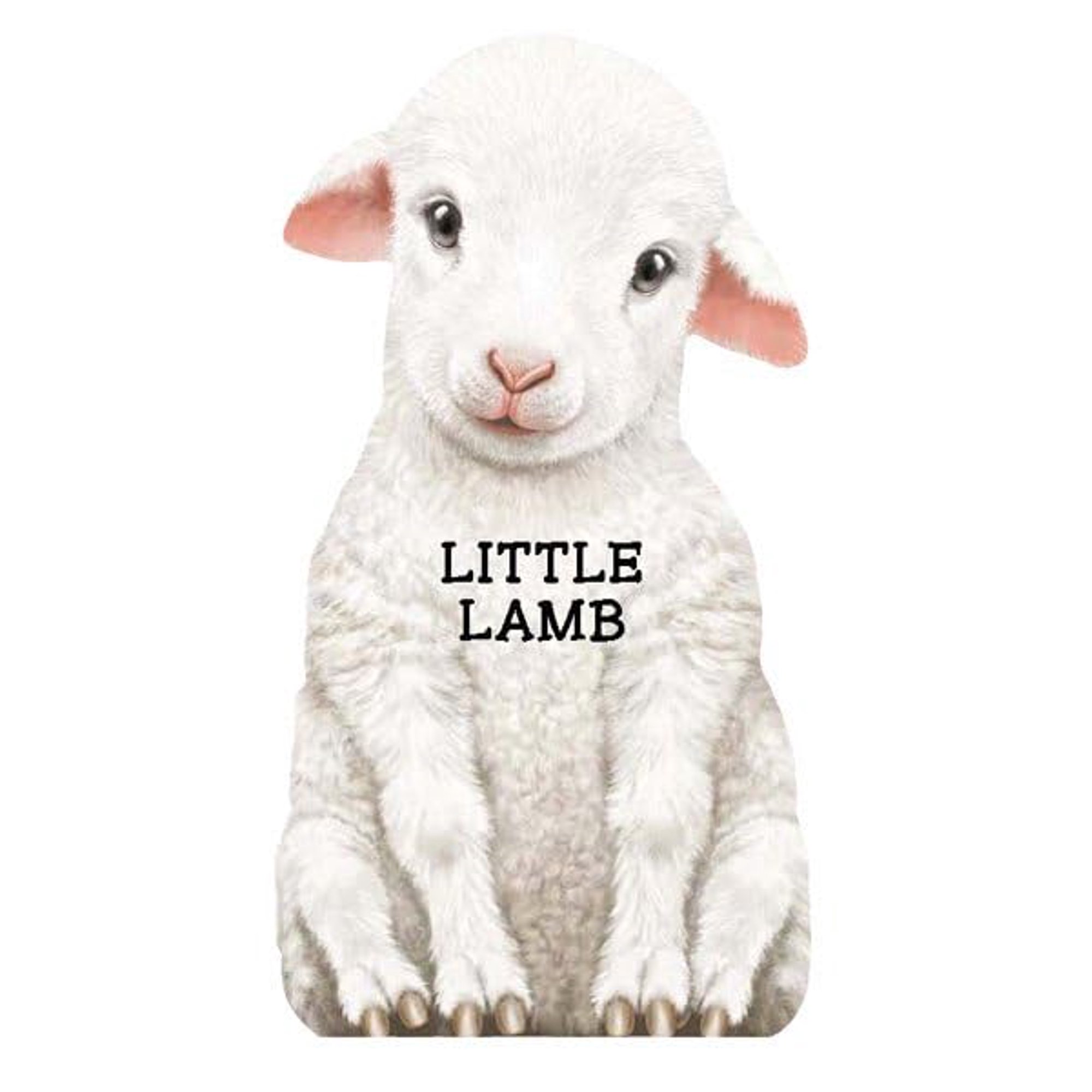 Look at Me Books (Barron's): Little Lamb (Board Book)