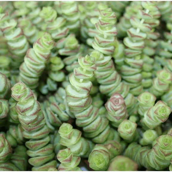 Crassula Baby Necklace Succulent Plant Live Crassula Rupestris Plant 2"Pot