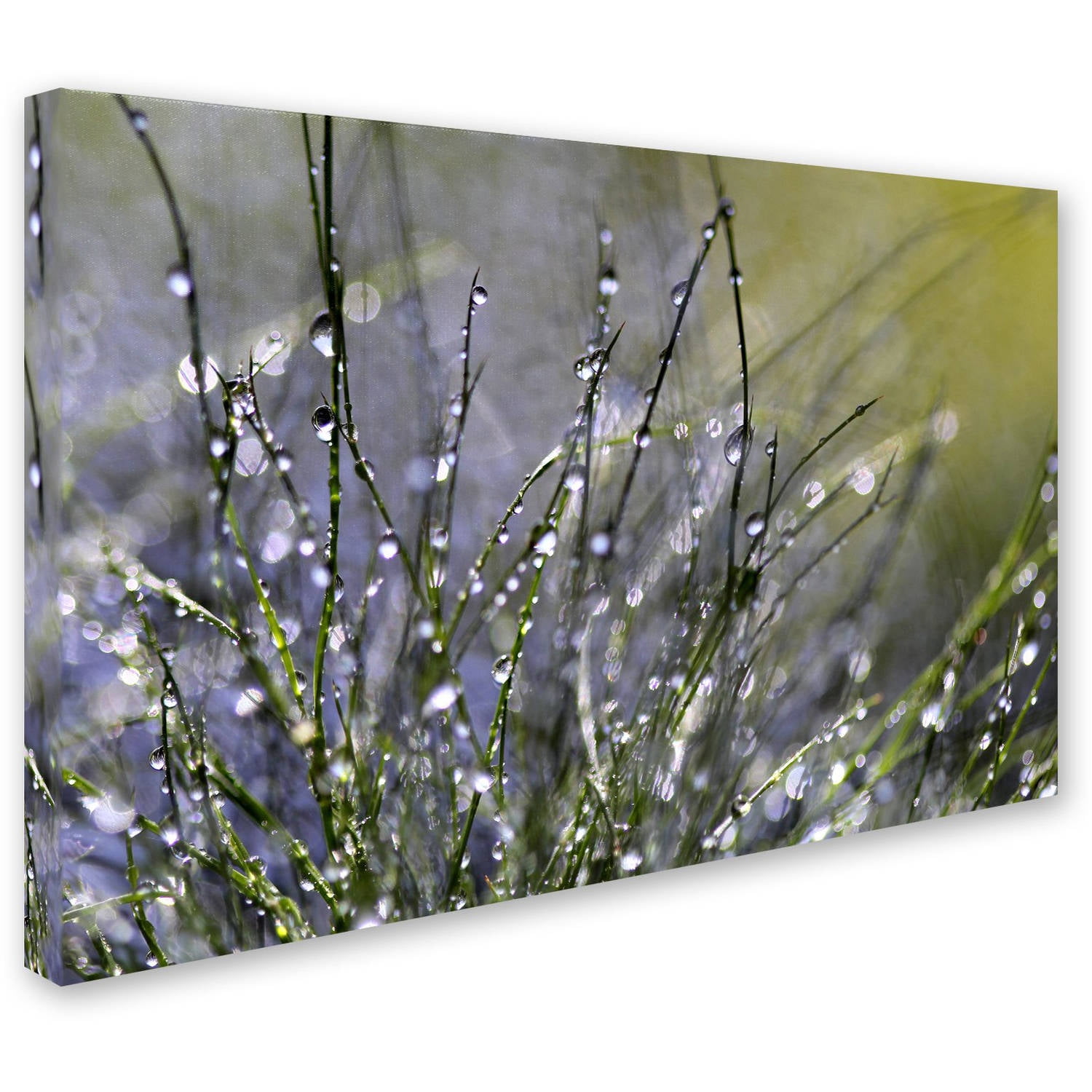 Trademark Fine Art "Spring Morning" Canvas Art by Beata Czyzowska Young