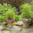 thumbnail image 4 of Baby Tut' Dwarf Egyptian Papyrus Grass- Beautiful Water and Container Plant for Moist Environments 4.5" Pot (Pack of 6), 4 of 18