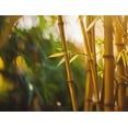 thumbnail image 2 of Golden Goddess Hedge Bamboo Plant  2 Extra Large 3 Gallon Plants  Bambusa Multiplex  Live Non-invasive Clumping Screening Bamboo, 2 of 9