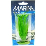 Marina Hairgrass Plant 5" Tall