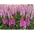 thumbnail image 2 of 1000 PINK FOXGLOVE Digiitalis Purpurea Flower Seeds, 2 of 11