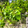 thumbnail image 3 of Brighter Blooms - Quaking Aspen Tree, 3-4 ft. - No Shipping to AK, AZ, HI, 3 of 5