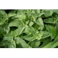 thumbnail image 5 of Plant Good Seed Catnip Seed Packet: Organic Seeds, Mint Perennial, Grow for Cat Nip Toys, Part Sun, 5 of 13