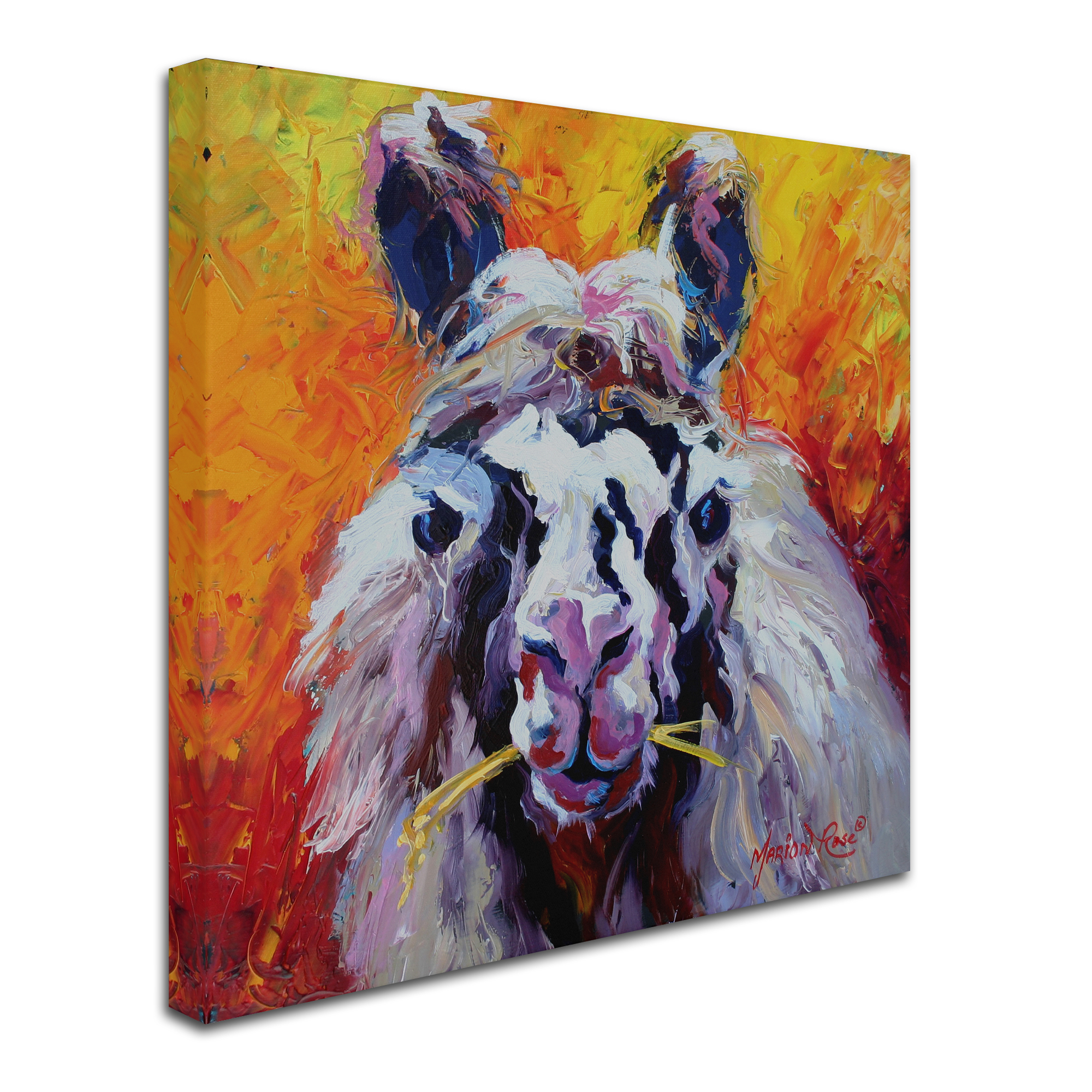 Trademark Fine Art 'Llama III' Canvas Art by Marion Rose