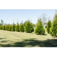thumbnail image 2 of 2-3ft Thuja Green Giant, 2 of 5