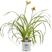 Angle View: Proven Winners Orange and Green Daylilies Live Plant