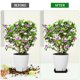 thumbnail image 3 of TABLETREANDS 10Ud Colector De Para Plantas Negro Con Material Resistente Y Duradero, 3 of 8