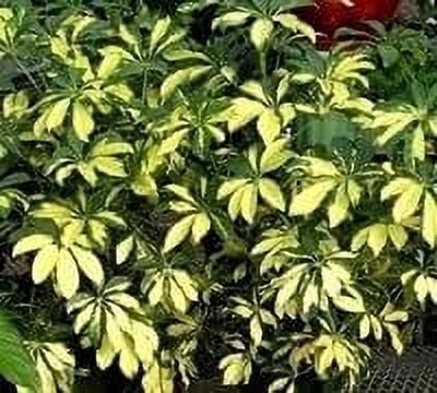 Arboricola Variegated Trinette  2 Extra Large 3 Gallon Plants  Schefflera arboricola 'Trinette'  Lush Foliage  Indoor/Outdoor Versatility
