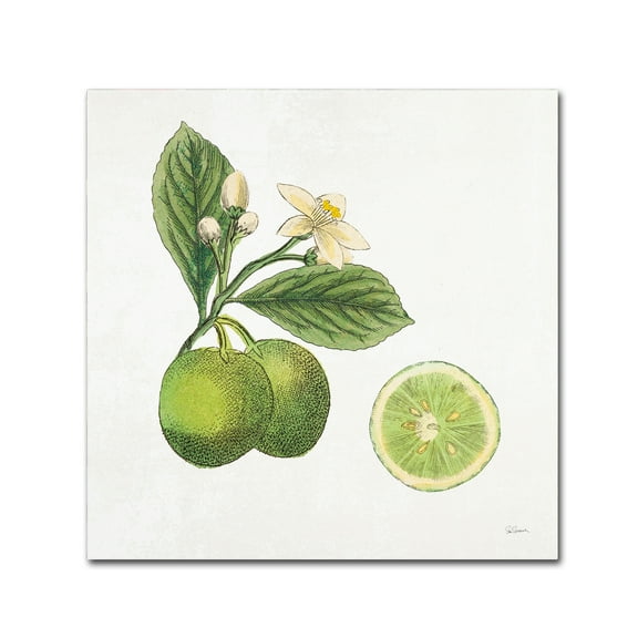 Trademark Fine Art 'Classic Citrus III' Canvas Art by Sue Schlabach