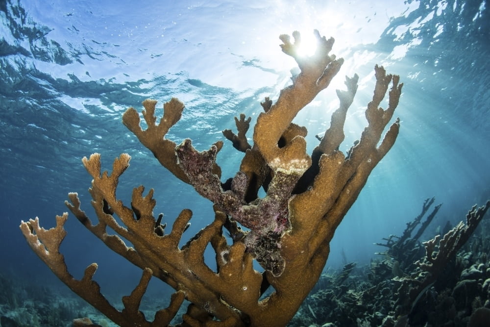 A colony of elkhorn coral grows on a healthy reef in the Caribbean Sea