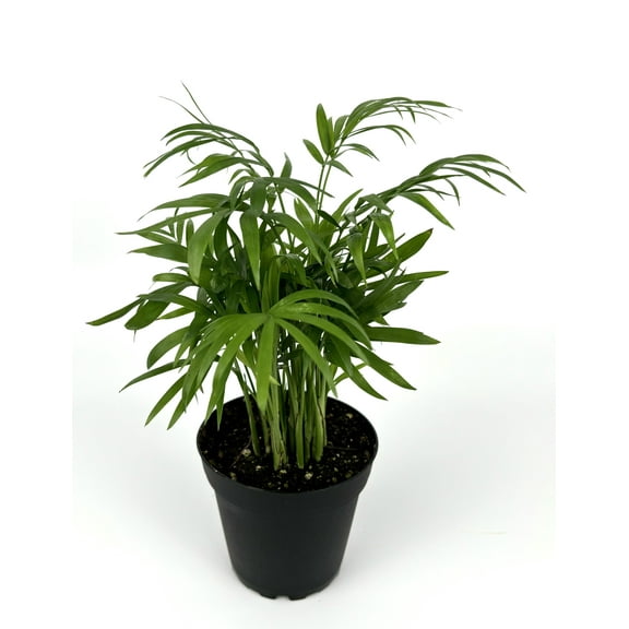 Parlor Palm Chamaedorea Neanthe Bella 8-12", Low Maintenance, Low Light, Air Purifying Houseplant, 4” Pot