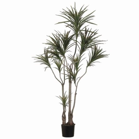 Allstate Floral LPD516-GR-BU 6 ft. Outdoor Dracaena Marginata Tree with 418 Lvs. in Plastic Pot Green Burgundy - Pack of 2