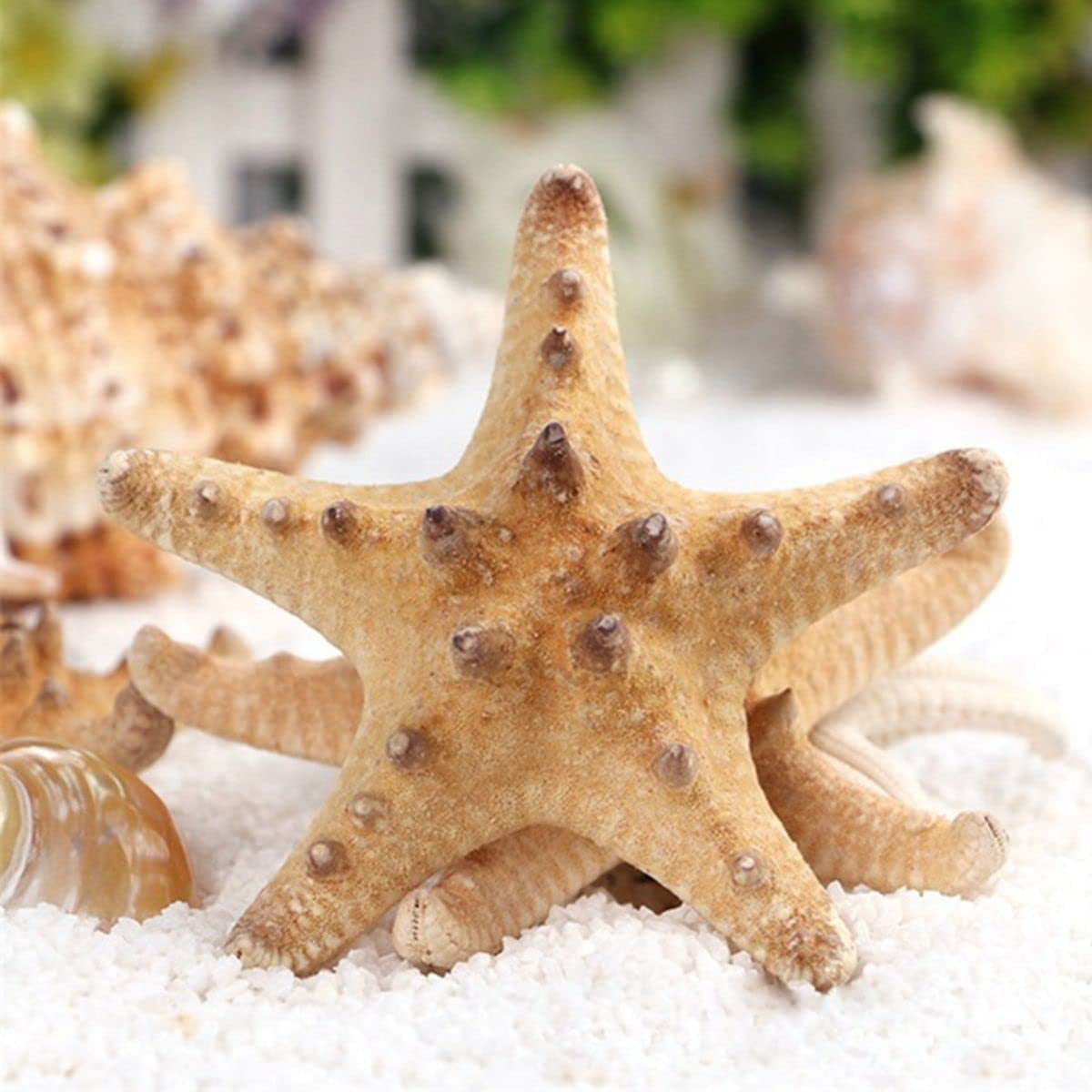 2PCS Natural Starfish Sea Shell Aquarium Star Landscape Making DIY Craft Decors 