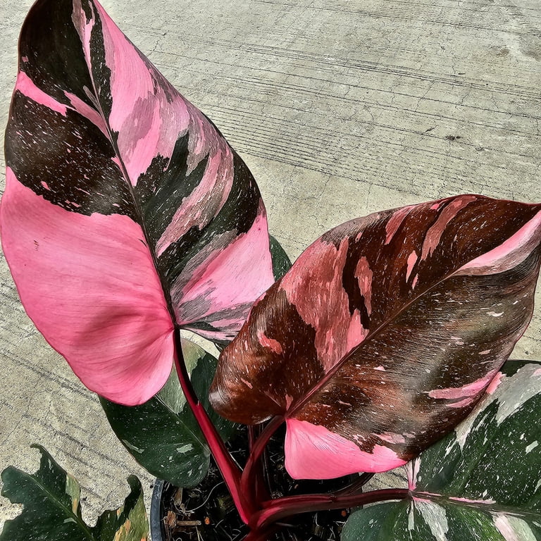Pink Marble Philodendron - 2 Live Starter Plants - Philodendron Erubescens  Pink Marble - Beautiful Colorful Vining Indoor Houseplant - Walmart.com
