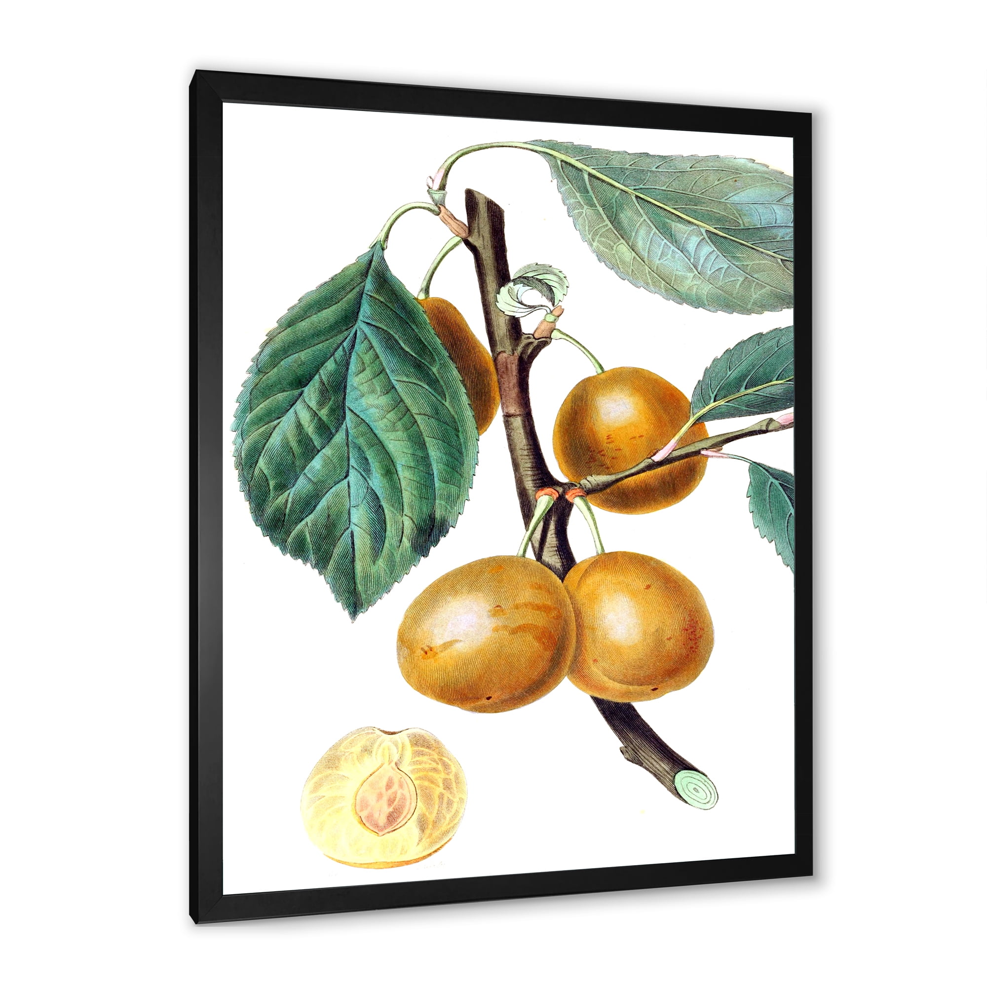 Designart 'Ancient Fruits II' Farmhouse Framed Art Print