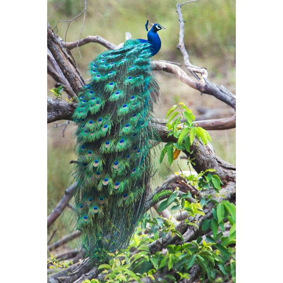 Art.com Peacock Perching on a Branch, Kanha National Park, Madhya Pradesh, India Photographic Print, 16" x 24"