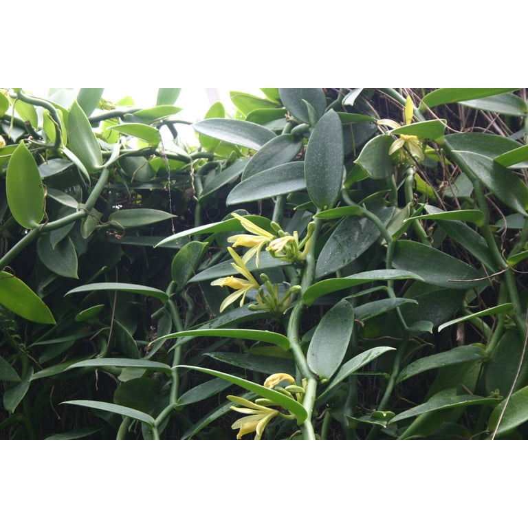 Organic Vanilla Orchid -Vanilla planifolia- Live Starter Plant - Walmart.com