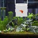 thumbnail image 1 of SHOWERORO Caja De Cría Para Peces En Acuarios Con De Optimizado Y Fácil Mantenimiento, 1 of 8