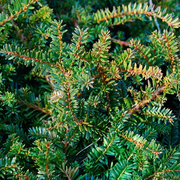 Emerald Spreader Japanese Yew-Taxus cuspidata 'Monloo'-Dense dark green foliage  2 Gallon