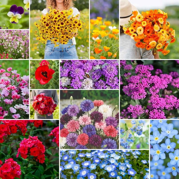 Eden Brothers Shorty Low Grow Wildflower Mixed Seeds for Planting, 10 lb, 4,800,000  Seeds with Calendula, Cornflower | Attracts Pollinators, Plant in Spring or Fall, Zones 3, 4, 5, 6, 7, 8, 9, 10