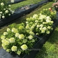thumbnail image 2 of Hydrangea paniculata, Fire Light Tidbit®, Hydrangea - Pot Size: 4.5in - Shrubs, 2 of 4