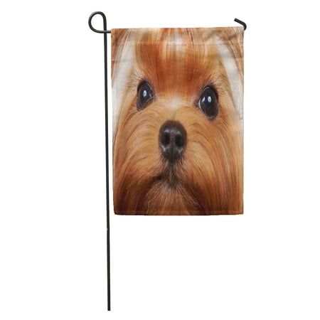 SIDONKU Brown Dog Portrait of The Beautiful Yorkshire Terrier Long Eyelashes Garden Flag Decorative Flag House Banner 12x18 inch