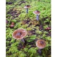 thumbnail image 2 of Hellmann, Stan 15x18 Gold Ornate Wood Framed with Double Matting Museum Art Print Titled - Mushrooms, 2 of 4