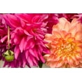 thumbnail image 2 of Maureen Love 44x31 Gallery Wrapped Canvas Wall Art Titled - Fuschia Dalhia III, 2 of 4