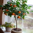 thumbnail image 4 of Brighter Blooms - Clementine Tree, 5-6 ft. - No Shipping to AK, AL, AR, AZ, CA, FL, GA, HI, LA, MS, OR, TX, 4 of 6