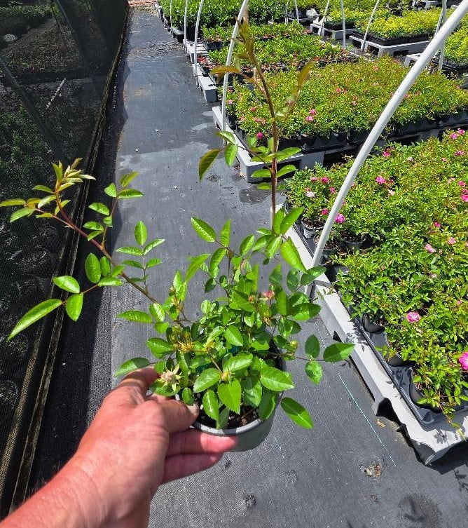 Peggy Martin Climbing Rose - Live Plant - ( 1 QT )