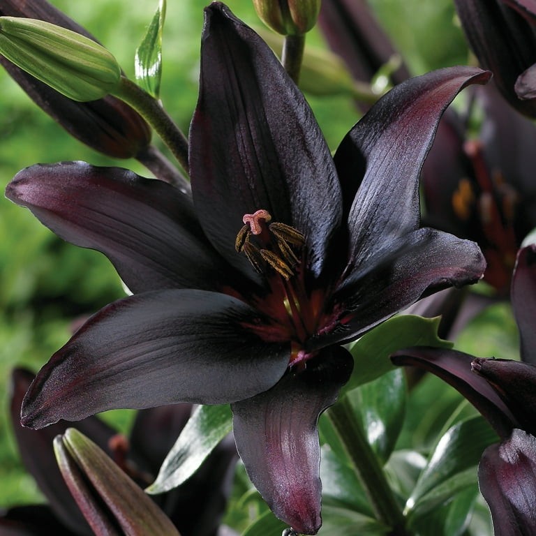 Van Zyverden Lily Landini (Set of 4 Dormant Bulbs) Partial Van Zyverden Lily Landini (Set of 4 Dormant Bulbs) Partial
