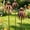 A, variant on 3 Pack Vintage Rusty Cornflower Statues Stake 12 Inch Metal Artistic Wire Art Decor, Rustic Garden Sculptures for Lawns Yard Patio Home Farmhouse Decoration