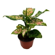Aglaonema Pink Dalmation, Pink Chinese Evergreen, Filipino Evergreen, Pink Lady Valentine in 4 inch Pot
