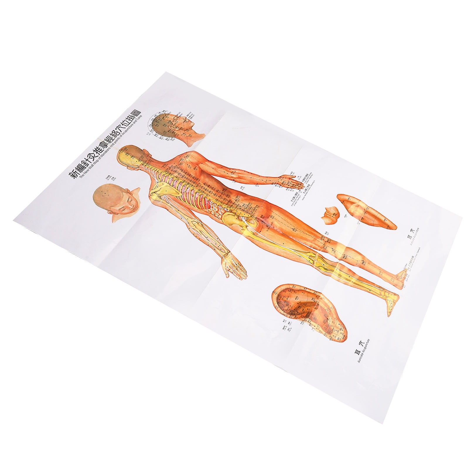 Acupuncture Model Chart, Human Acupuncture Model Chart Durable For