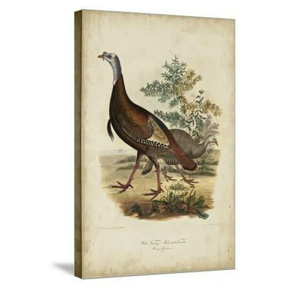 Wild Turkey, Animals Stretched Canvas Wall Art by Charles L Bonapart Sold by Art.Com