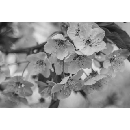 - LAMINATED POSTER Bloom Cherry Blossom Cherry Blossom Black White Poster Print 24 x 36