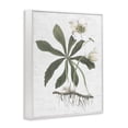 thumbnail image 4 of Stupell Industries Magnolia Flower Study Botanical & Floral Painting White Framed Art Print Wall Art, 11 x 14, 4 of 10