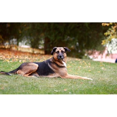 - Framed Art for Your Wall Wolfhound Dog Shepherd Dog 10x13 Frame